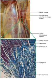 corte fascial