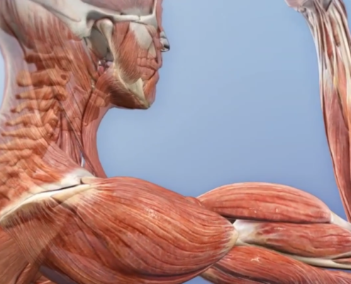 neuromusculoesqueletico