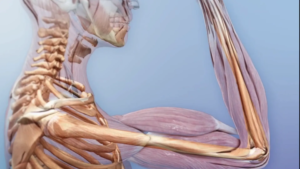 musculos y articulaciones
